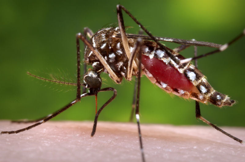 Chikungunya: Sintomi e contagio